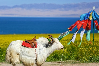 Qinghai Lake