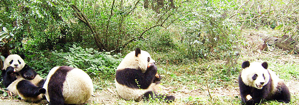 10 Days Great Wall and Pandas Tour