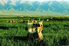 Barkol Grassland
