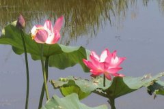 The Bosten Lake