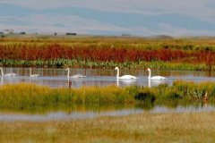 The Bayanbulak Swan Reserve
