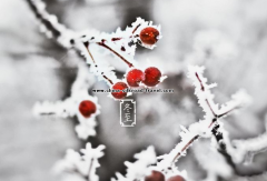 24 Solar Terms: 9 things you may not know about Winter Solst