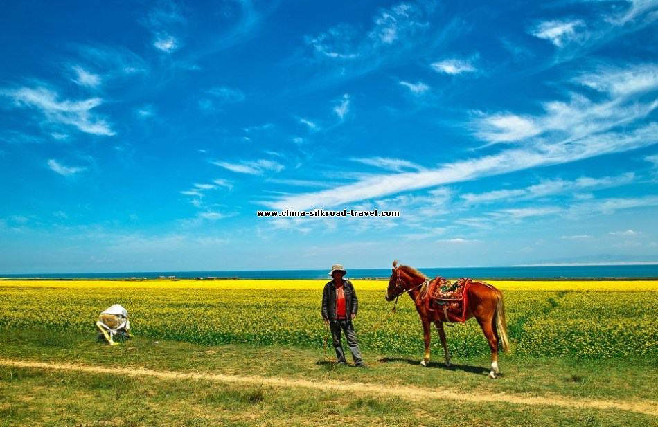 Gansu rape flower