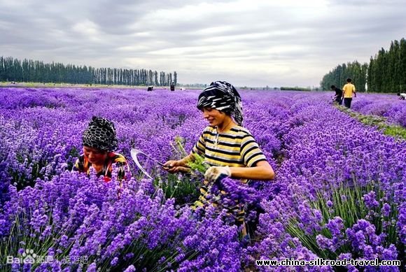 Lavender Filed
