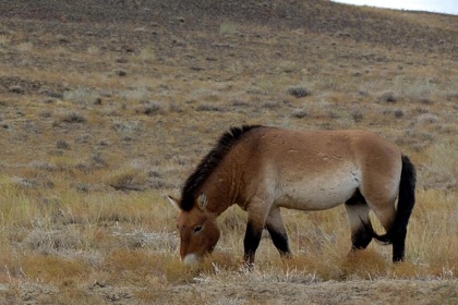 Kalamaili Nature Reserve