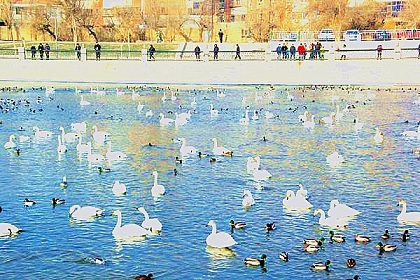 Peacock River