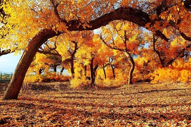 Diversifolius Poplars Park
