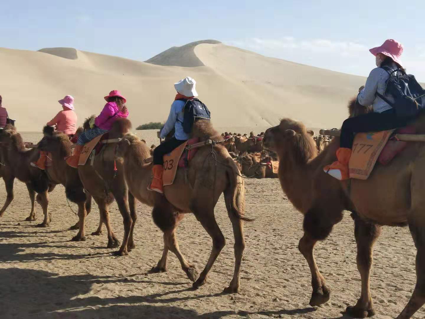 Camel Riding in Dunhuang