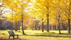 The autumn beauties along the silk road