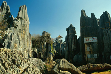 Stone-Forest